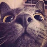 黑猫警长