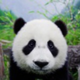 石识时