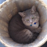 猫样生活