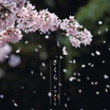 樱花树下的喵咪