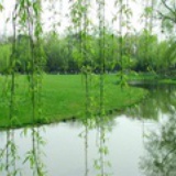河边竹林