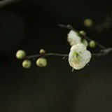 李出来