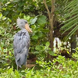 BIRDIE