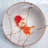 南菡院