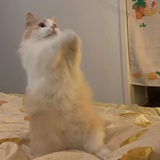 舒鸢
