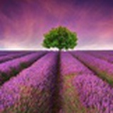 微妙子lavender
