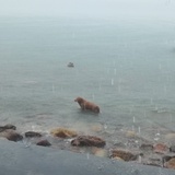 雨中有座浪淘狗