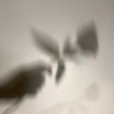 墓土孤狼