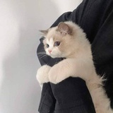 咸鱼安乐