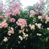 樱桃小丸子