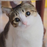 虎纹鲨鱼