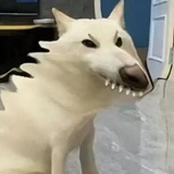 西九龙低级督察