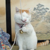 一席