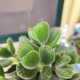 蒙查查