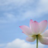 爲心中那抹驕陽