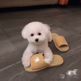 小夏