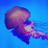 树