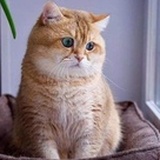 黄胖子