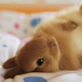 小兔子不纠结