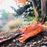 西西弗斯上山去