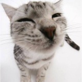 進擊的neko