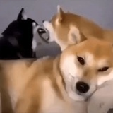 一门懒