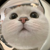 北極貝貝