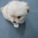 长着狸猫眼的狗
