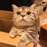 猫猫戴口罩