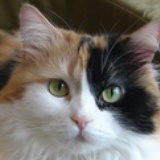 肥胖胖猪