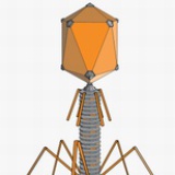 phage