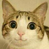 站在屋檐下的猫
