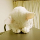 tien