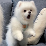 清欢客