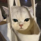 鹅鹅鹅。