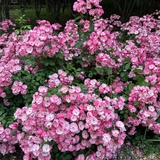 花都💐