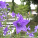 kikyouflower