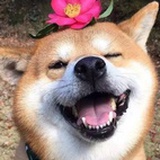 Steven湿哥
