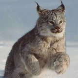 LYNX