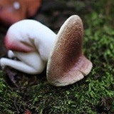 E.