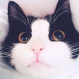 会飞的懒猫