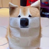 撒旦，来根华子