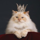 想做一只猫