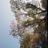 会飞的阿莫