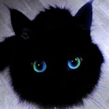 柏拉兔