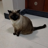 阿克曼熊