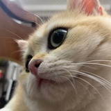 狐狸小美女