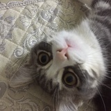 酸奶草莓