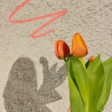 阿羲羲大瓜