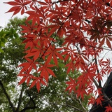 小迪迪